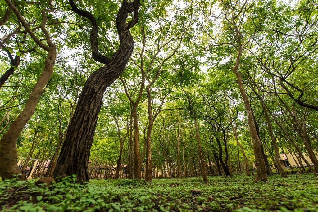 The Windflower Jungle Resort & Spa, Bandipūr Buitenkant foto